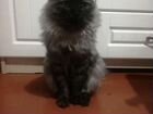 Боня - волонтерский чудо-кот - длинный хвост, гото объявление продам