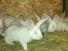 Кролики породы Белый Великан объявление продам