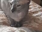 Донской сфинкс кошка полностью лысая, кушает все к объявление продам