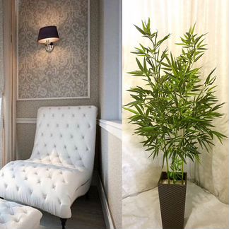 Бамбук лайт искус - растение для дома