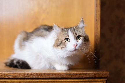 Кот Мерлин