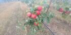 Продается яблоневый сад объявление продам