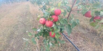 Продается яблоневый сад