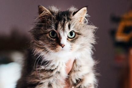 Молодая кошечка домовёнок куколка